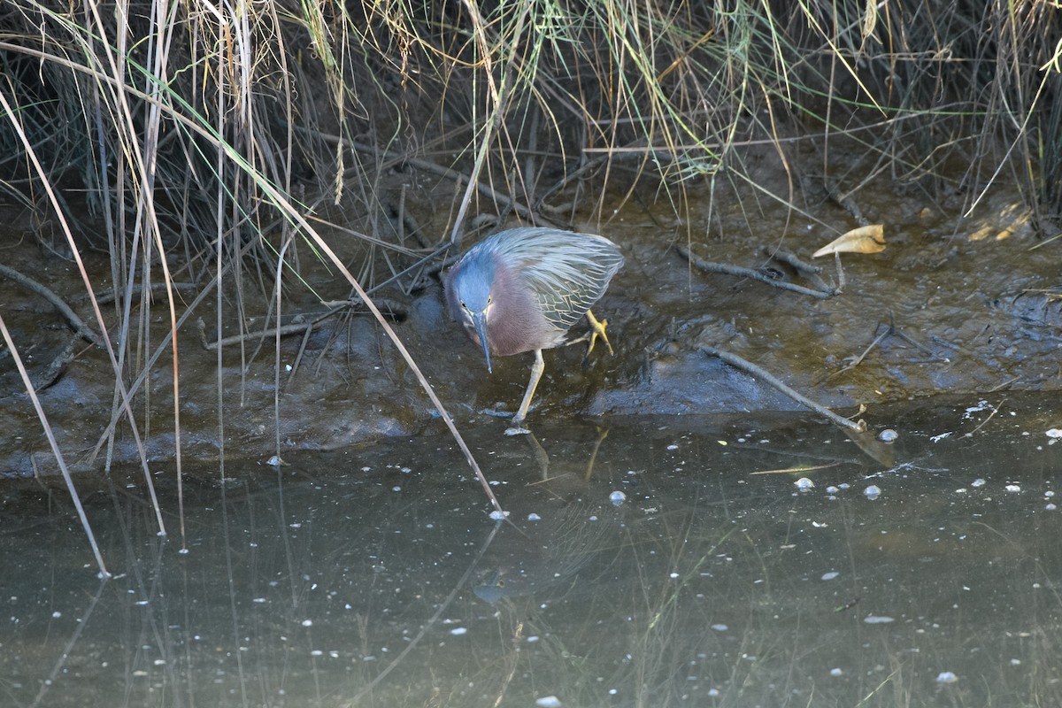 Green Heron - ML645104591