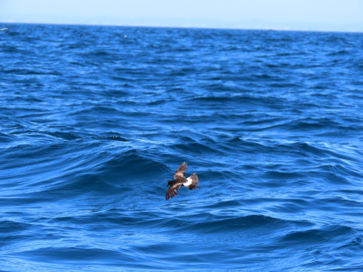 Wilson's Storm-Petrel - ML645104604
