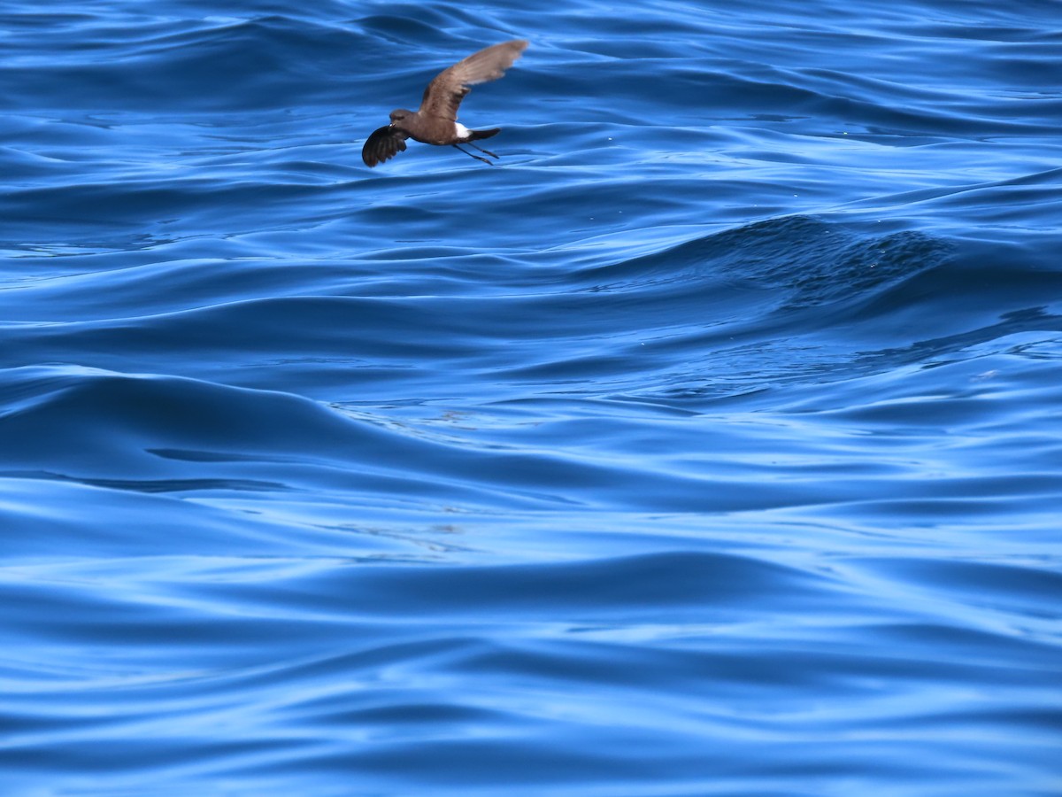 Wilson's Storm-Petrel - ML645104605