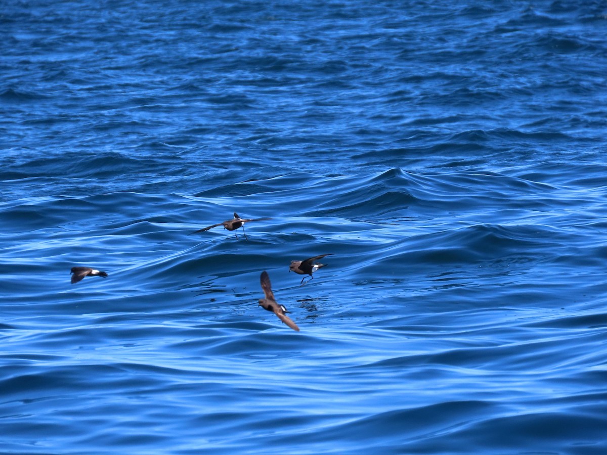 Wilson's Storm-Petrel - ML645104606