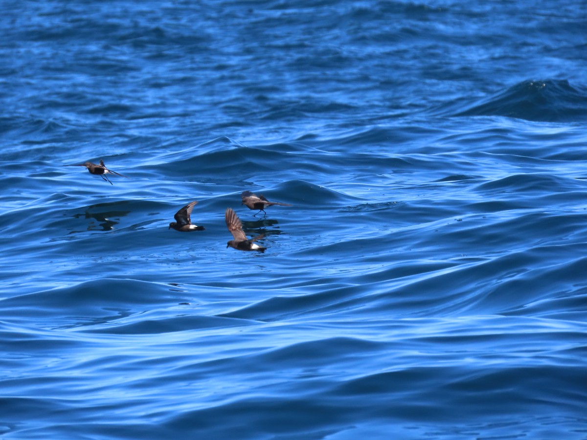 Wilson's Storm-Petrel - ML645104607