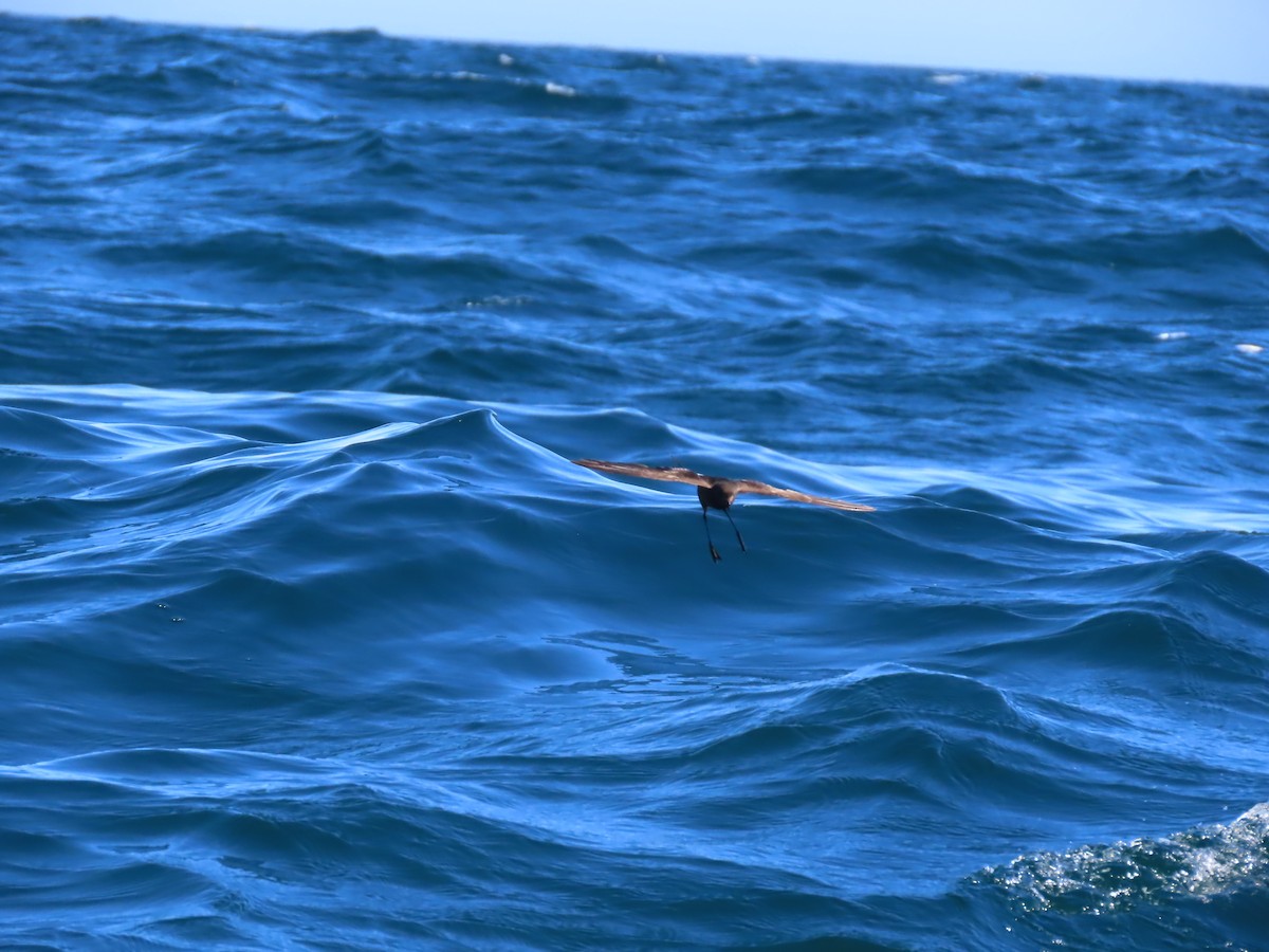 Wilson's Storm-Petrel - ML645104608
