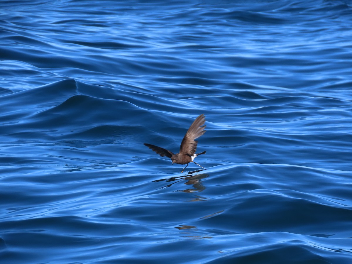 Wilson's Storm-Petrel - ML645104610