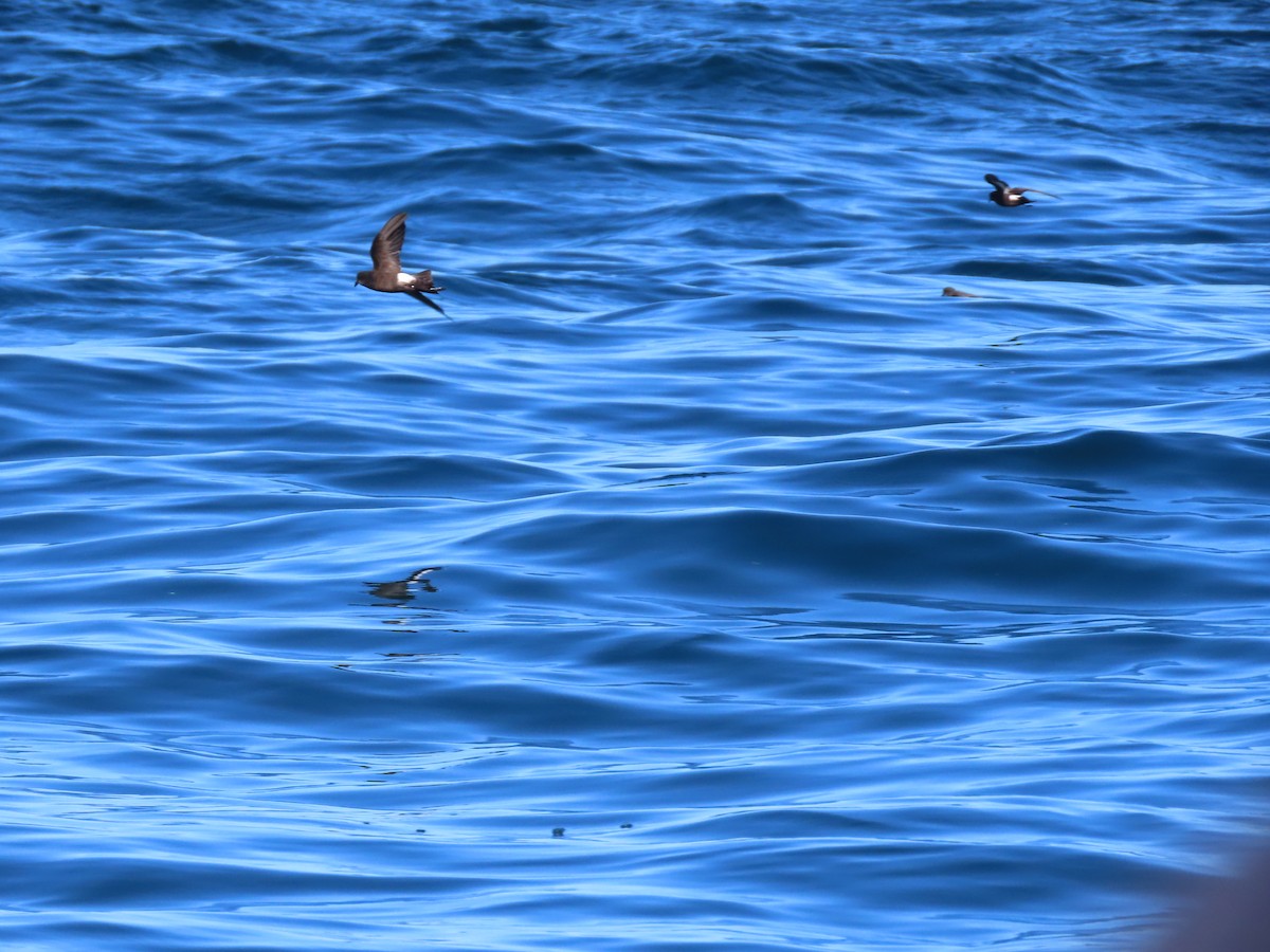 Wilson's Storm-Petrel - ML645104611