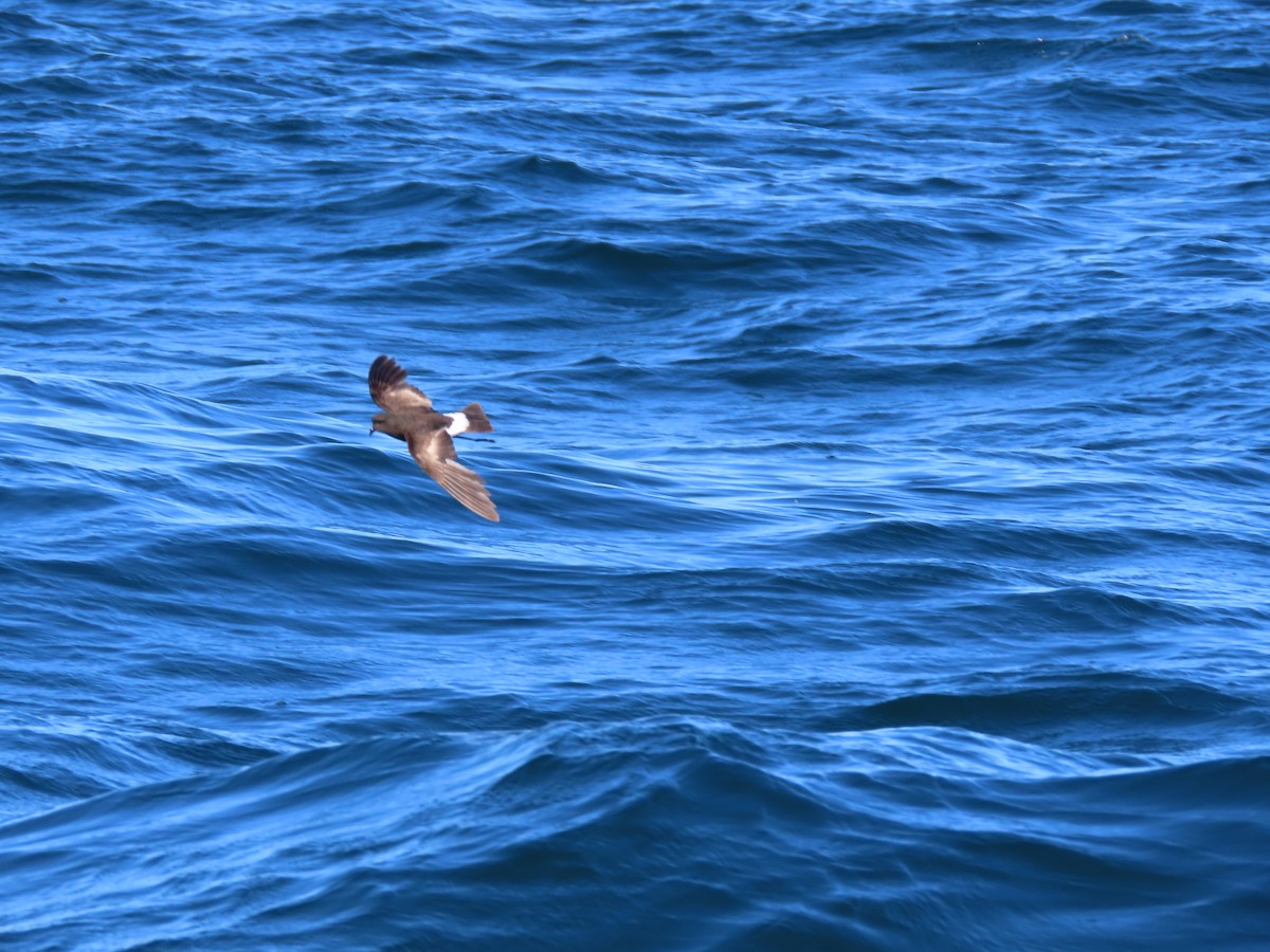 Wilson's Storm-Petrel - ML645104612