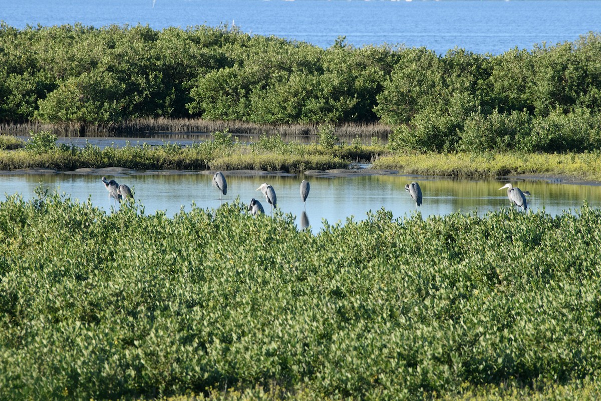 Great Blue Heron - ML645104614