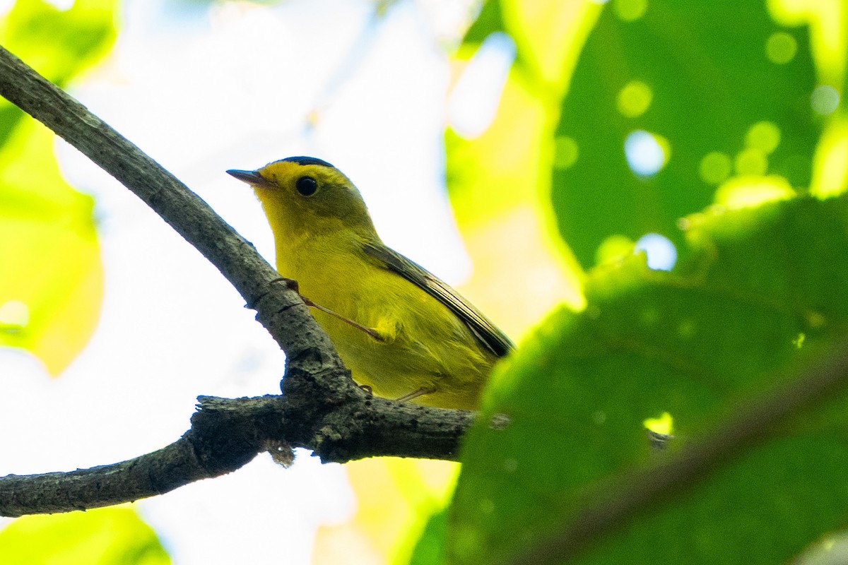 Wilson's Warbler - ML645104621