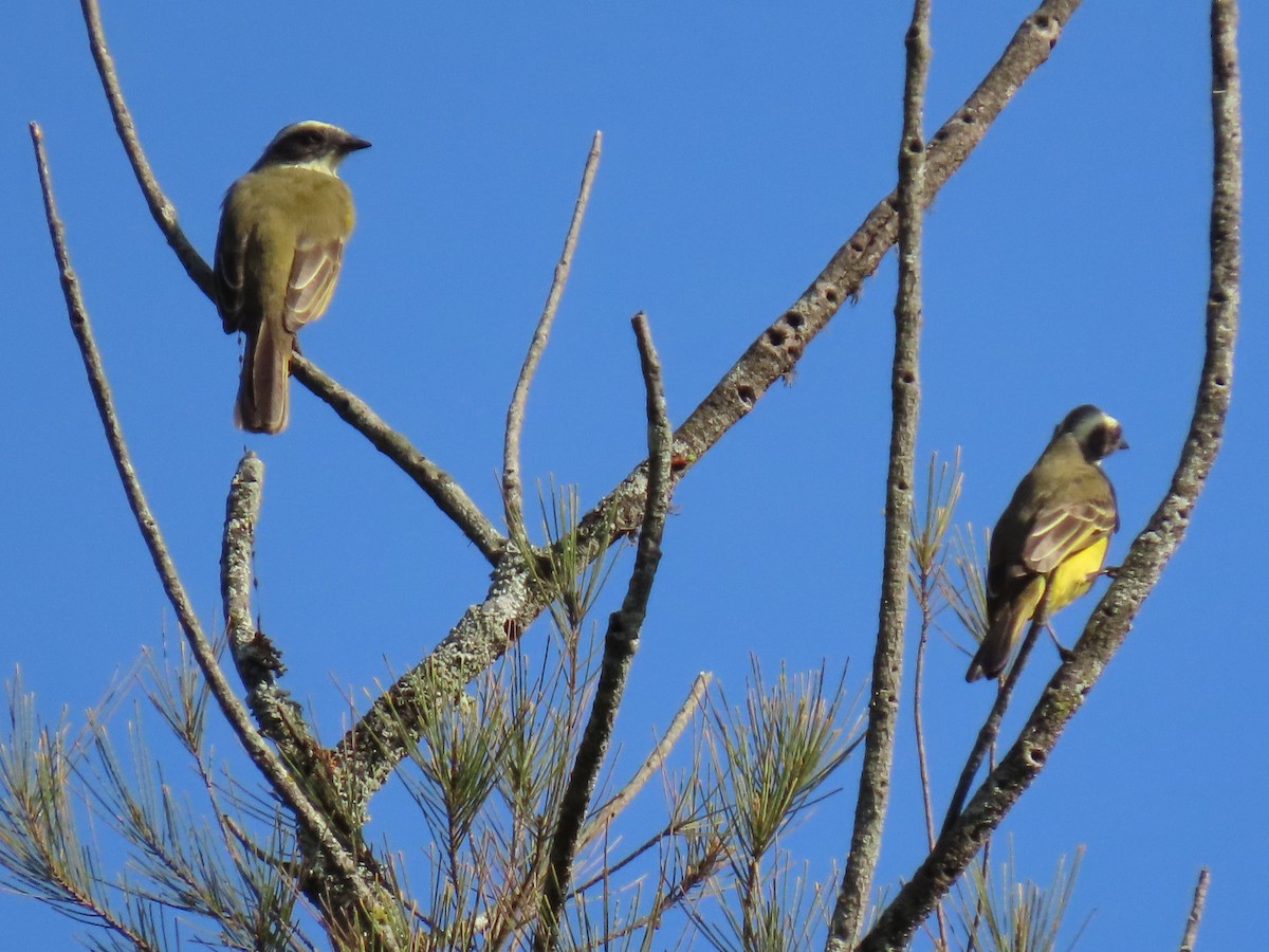 Sosyal Tiran - ML645104627