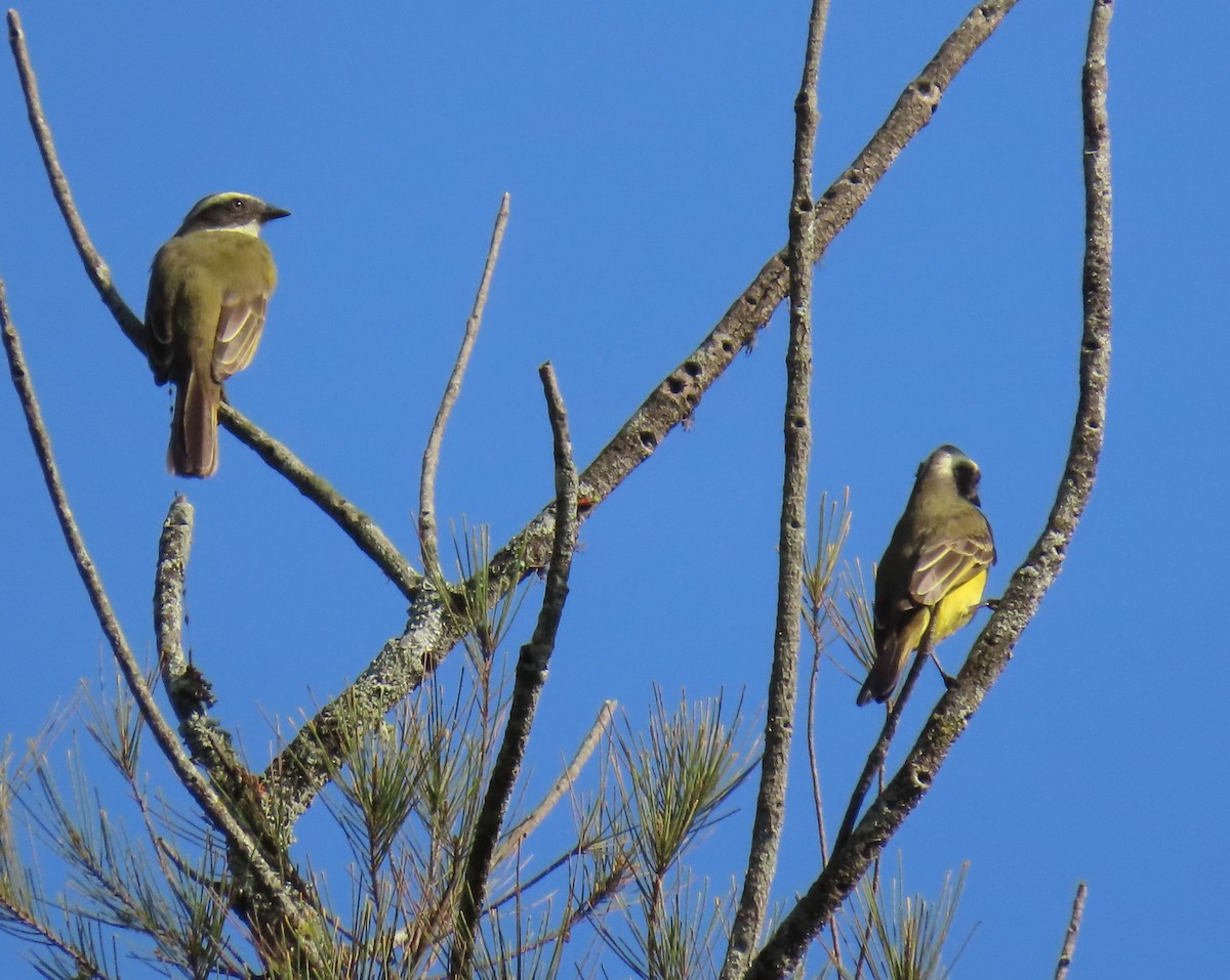 Sosyal Tiran - ML645104628