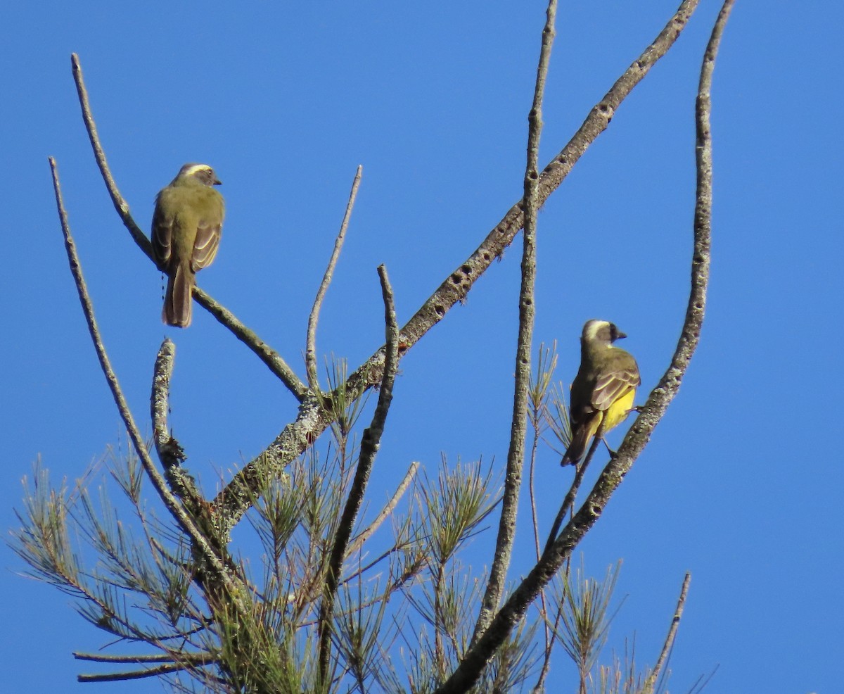 Sosyal Tiran - ML645104629