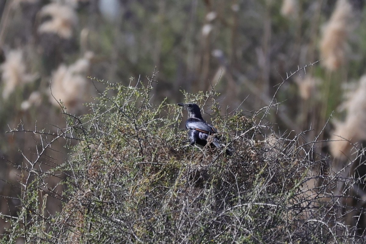 Kızılkanat - ML645104641