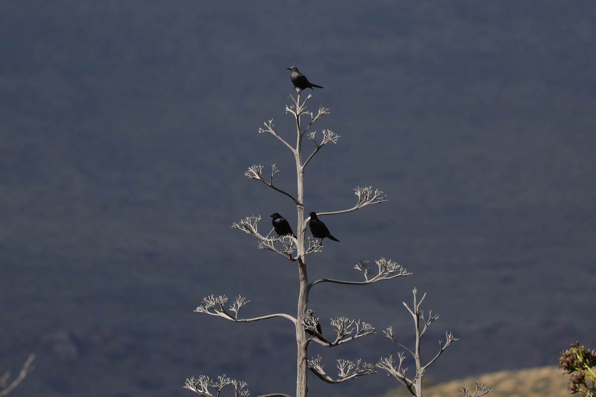 Kızılkanat - ML645104642