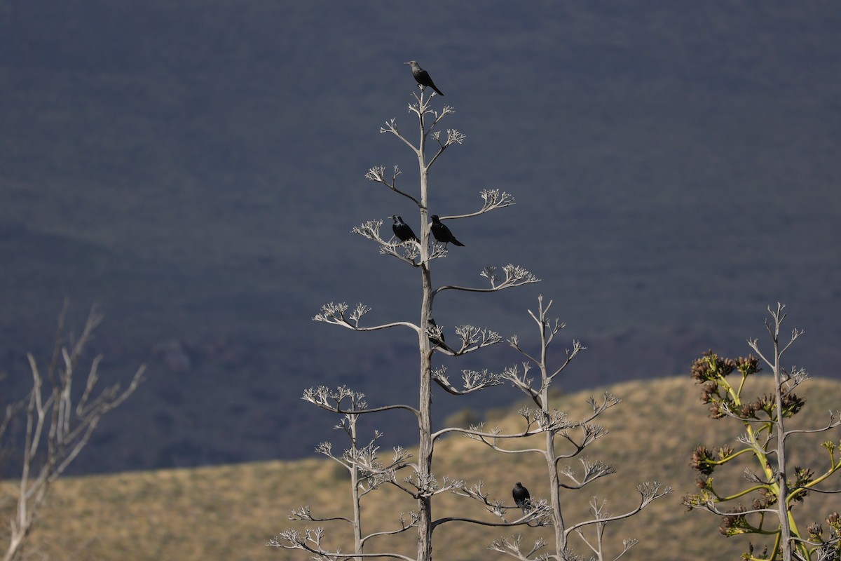 Kızılkanat - ML645104643