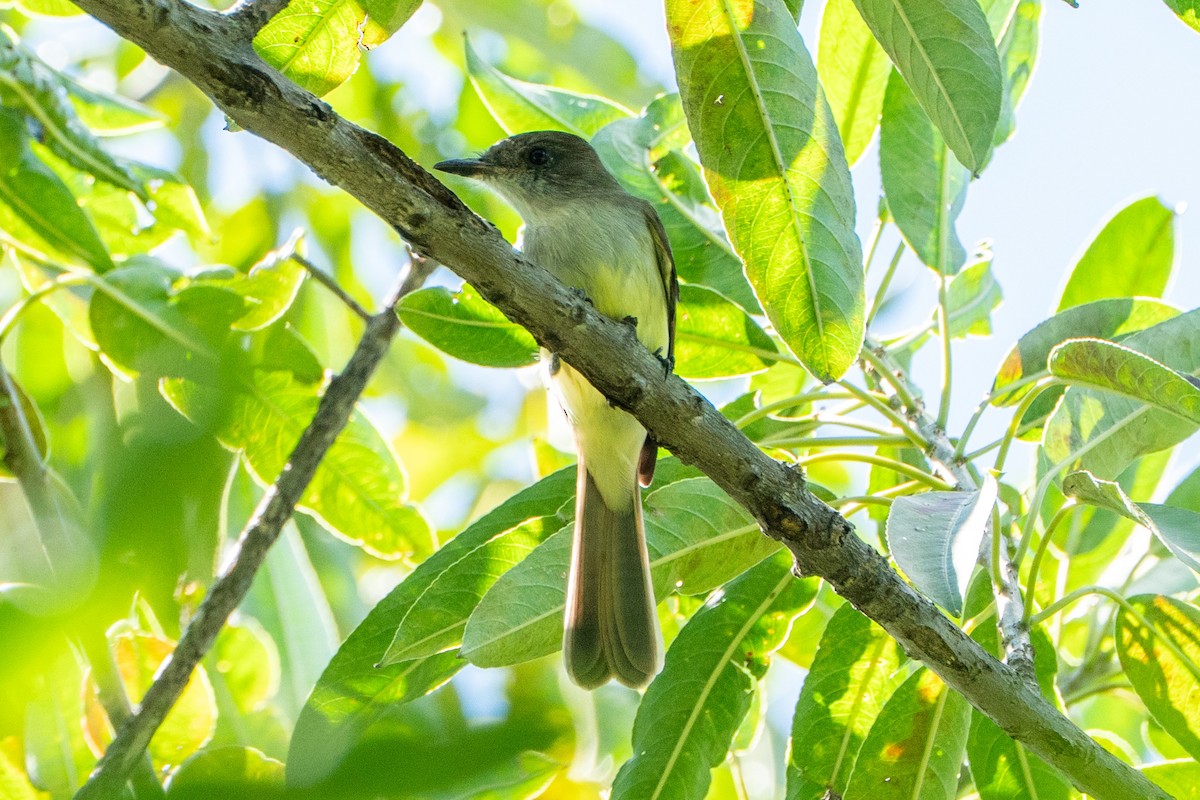 Yellow-green Vireo - ML645104659