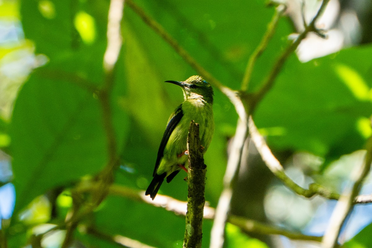 Red-legged Honeycreeper - ML645104672