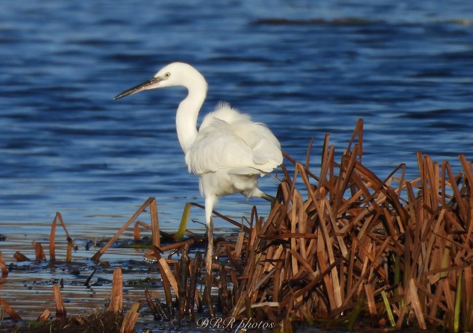 小白鷺 - ML645104674