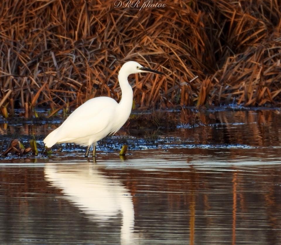 小白鷺 - ML645104675