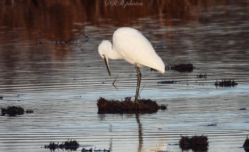 小白鷺 - ML645104676