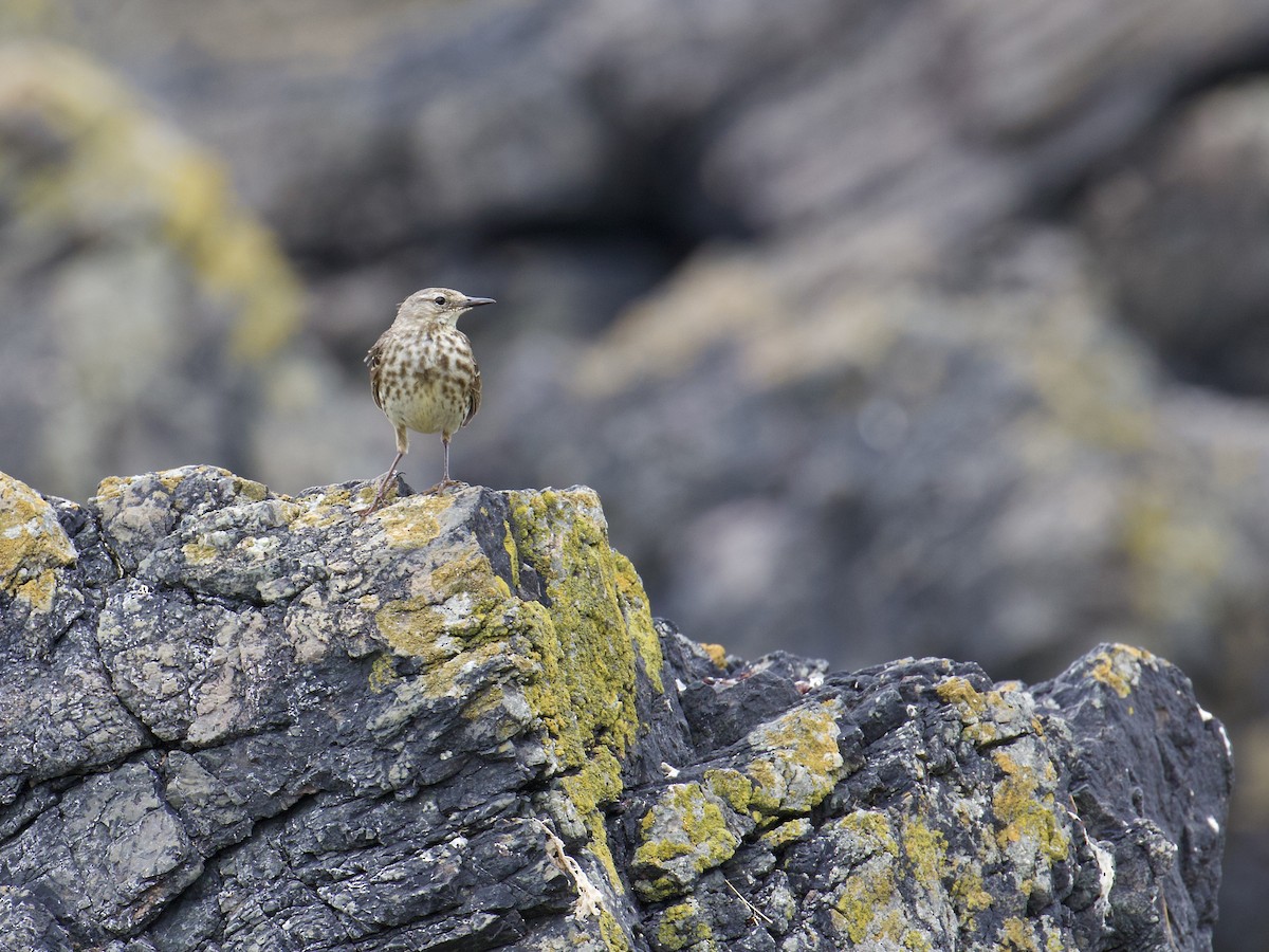 Rock Pipit - ML645104687