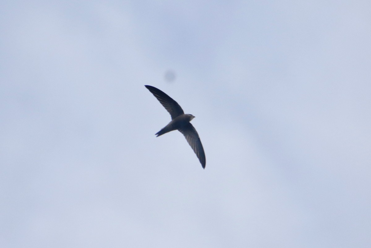 Pallid Swift - ML645104698
