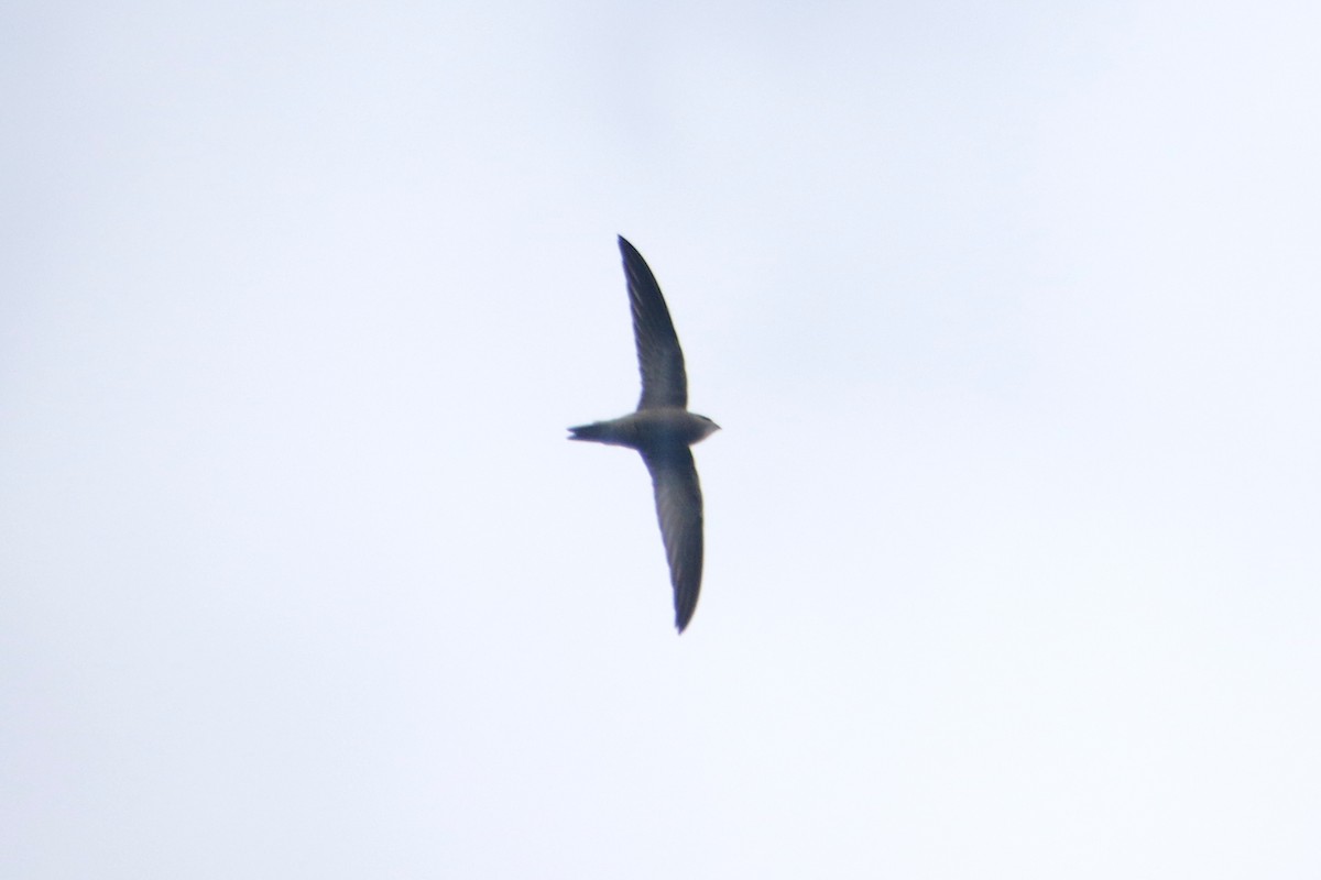 Pallid Swift - ML645104699