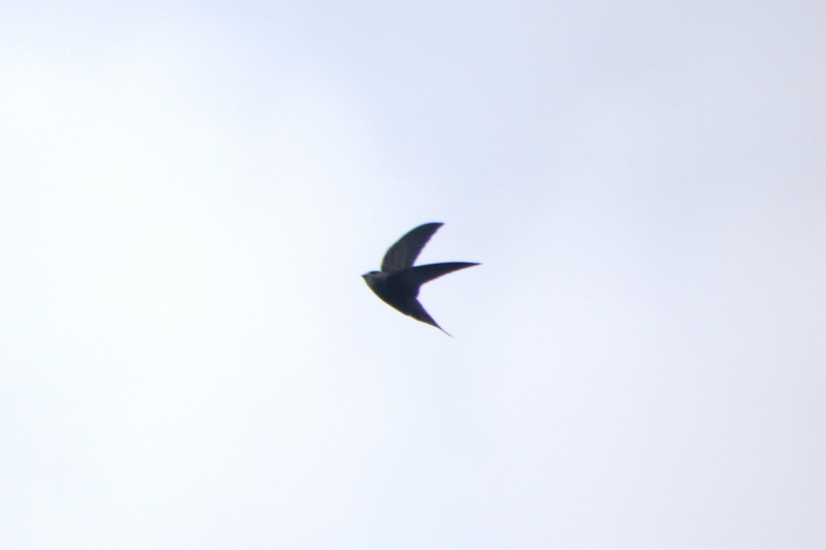 Pallid Swift - ML645104700