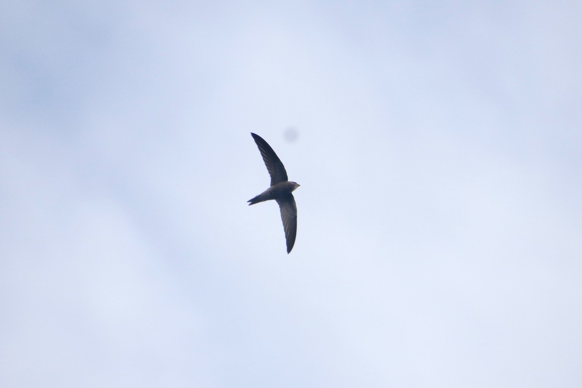 Pallid Swift - ML645104701