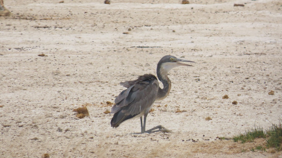 Héron mélanocéphale - ML645104704