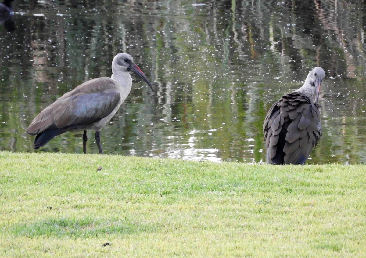 Hadada Ibis - ML645104709