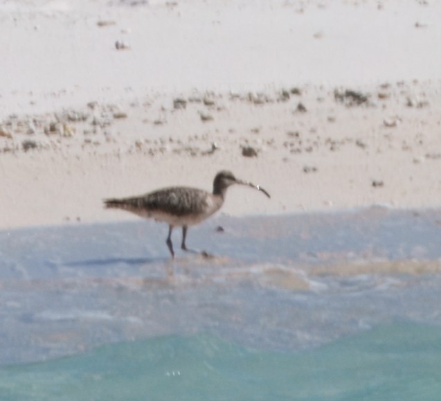 koliha hudsonská - ML645104744