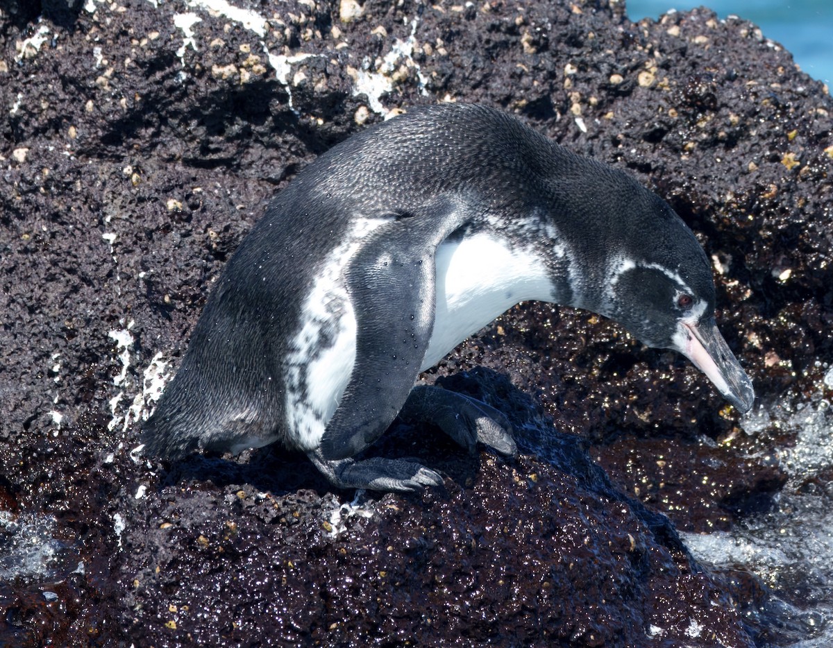 tučňák galapážský - ML645104761