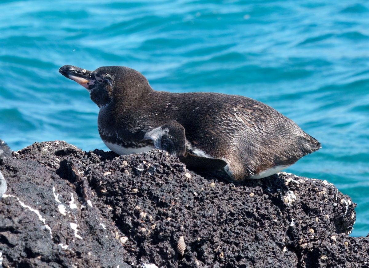 tučňák galapážský - ML645104762
