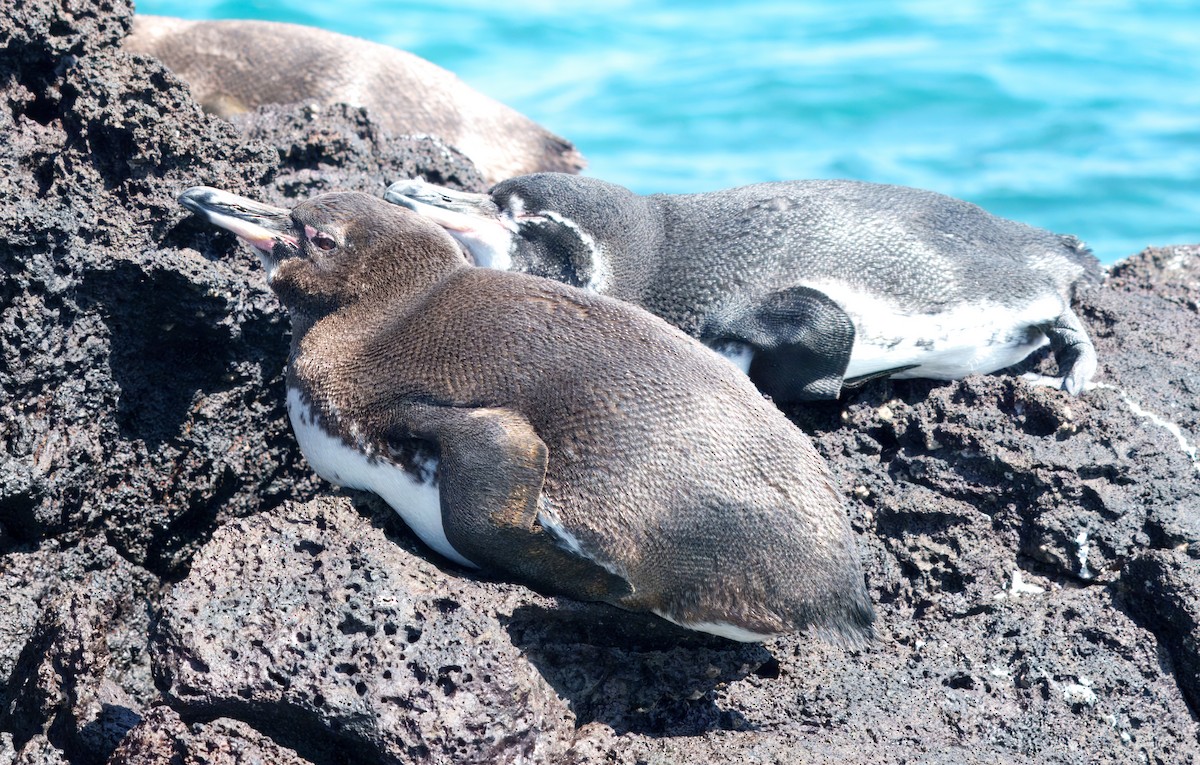 tučňák galapážský - ML645104763