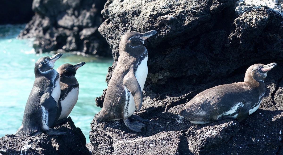 tučňák galapážský - ML645104769