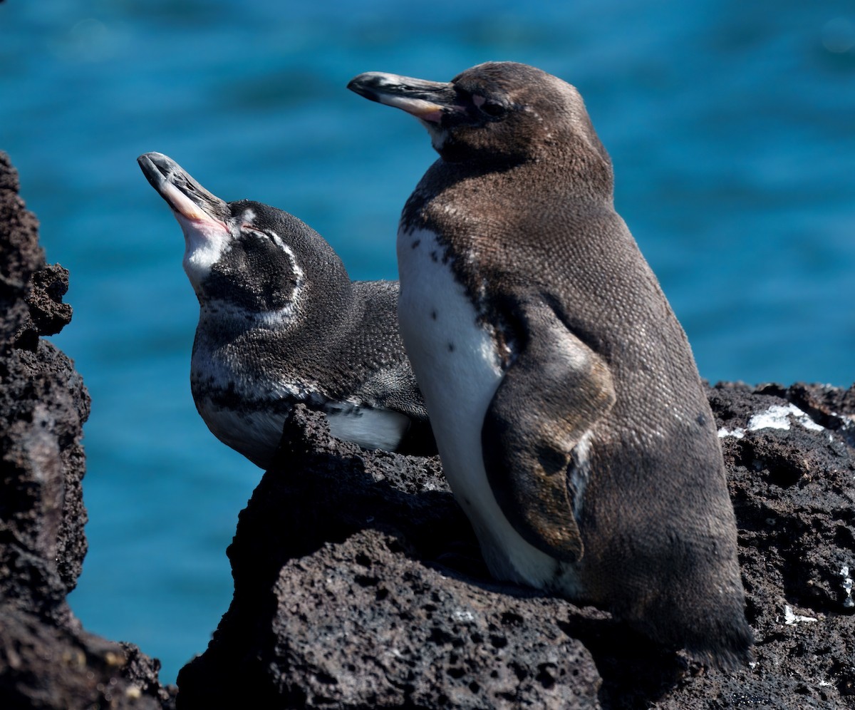 tučňák galapážský - ML645104770