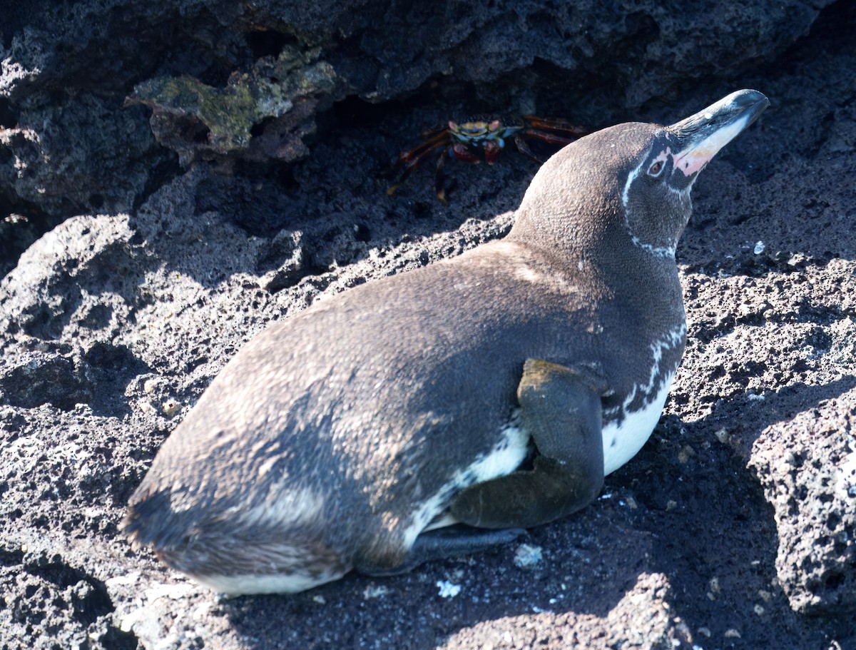 tučňák galapážský - ML645104771