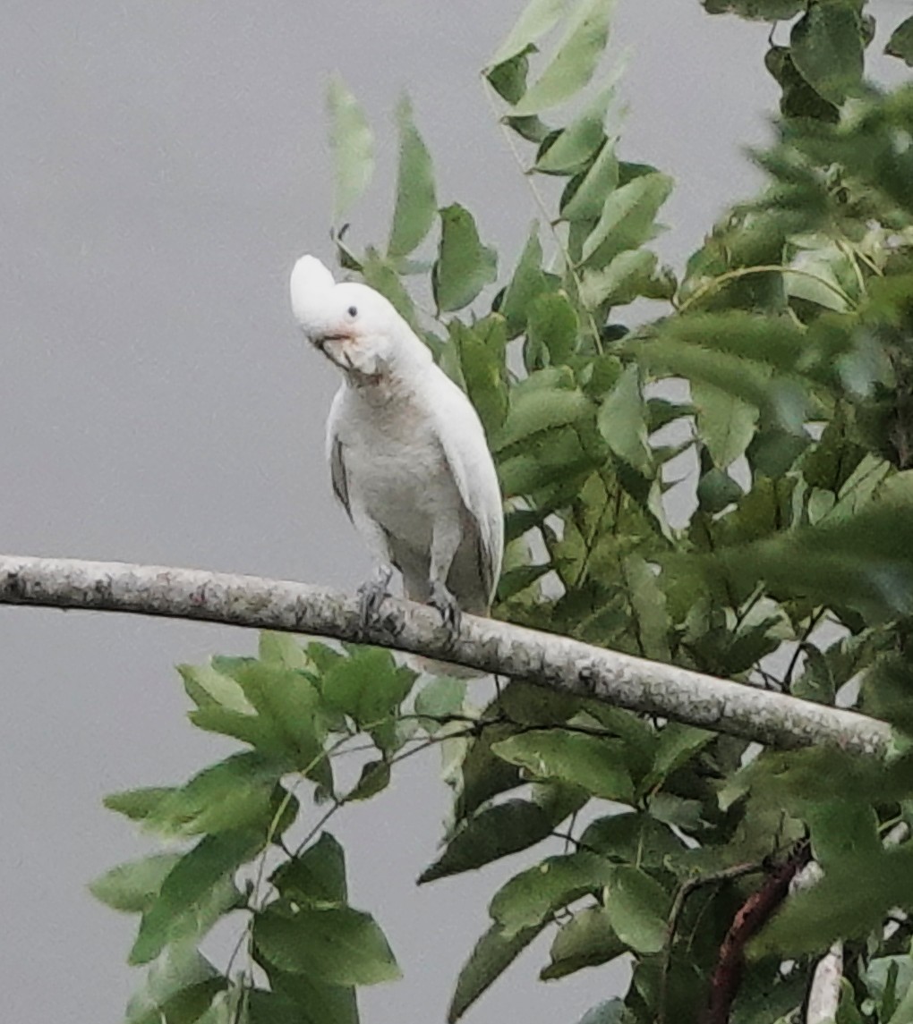 Tanimbar Corella - ML645104772