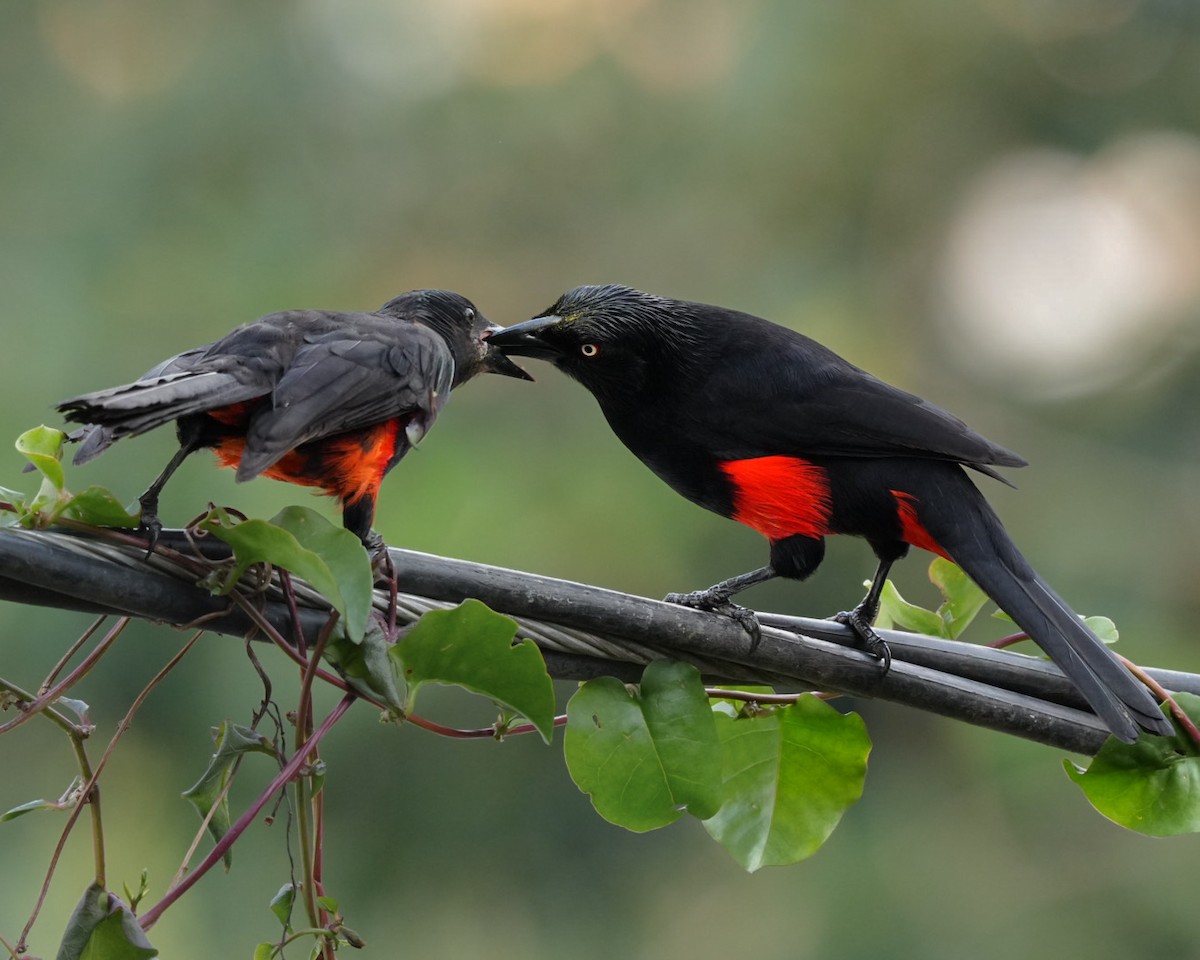 Red-bellied Grackle - ML645104774