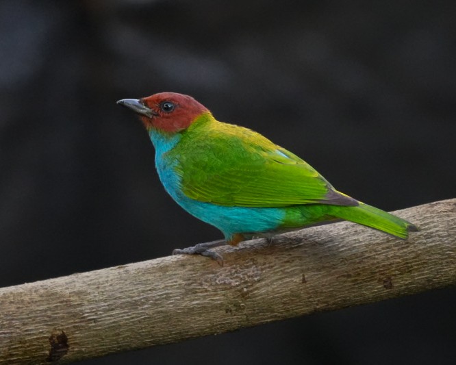 Bay-headed Tanager - ML645104792