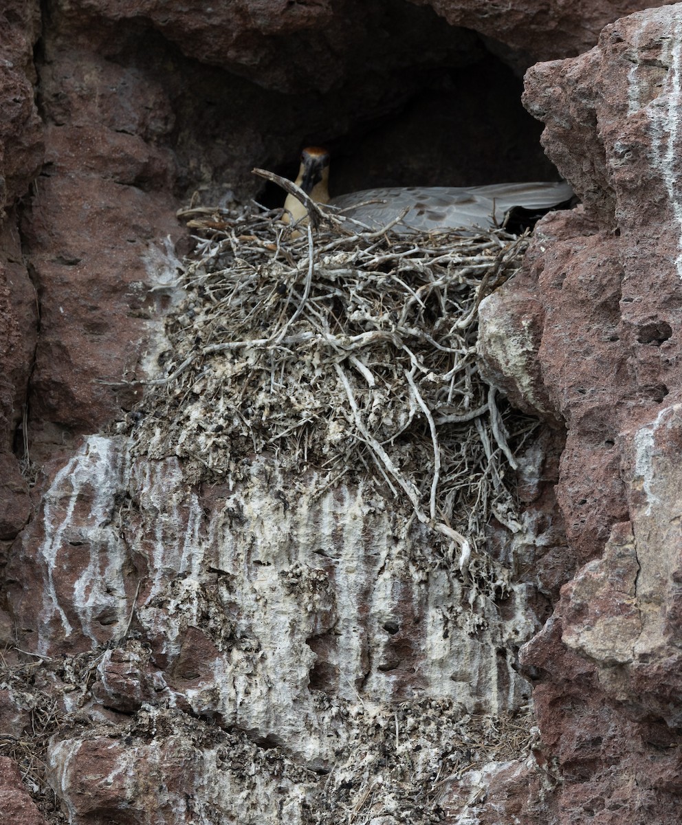 Bandurria Austral - ML645104798