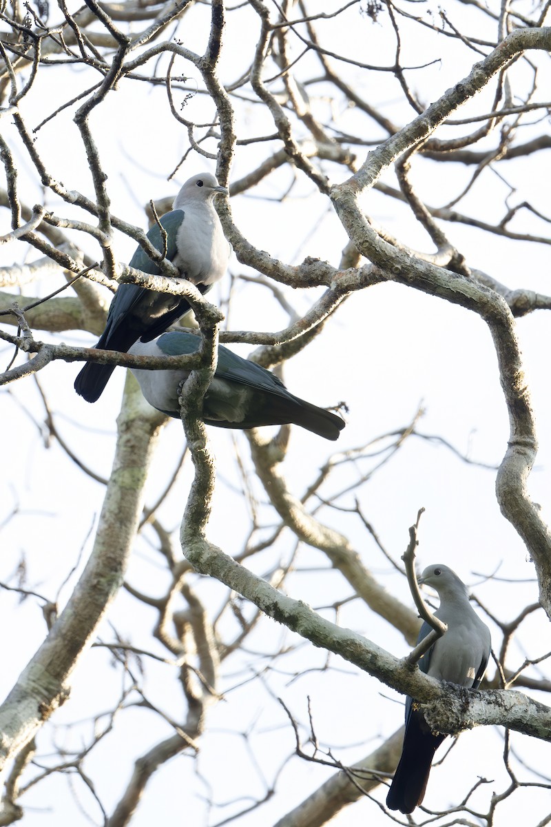 Green Imperial-Pigeon - ML645104823
