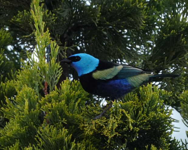 Blue-necked Tanager - ML645104824