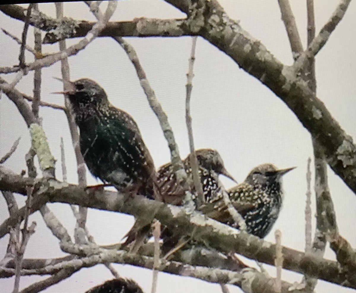 Шпак звичайний - ML645104826