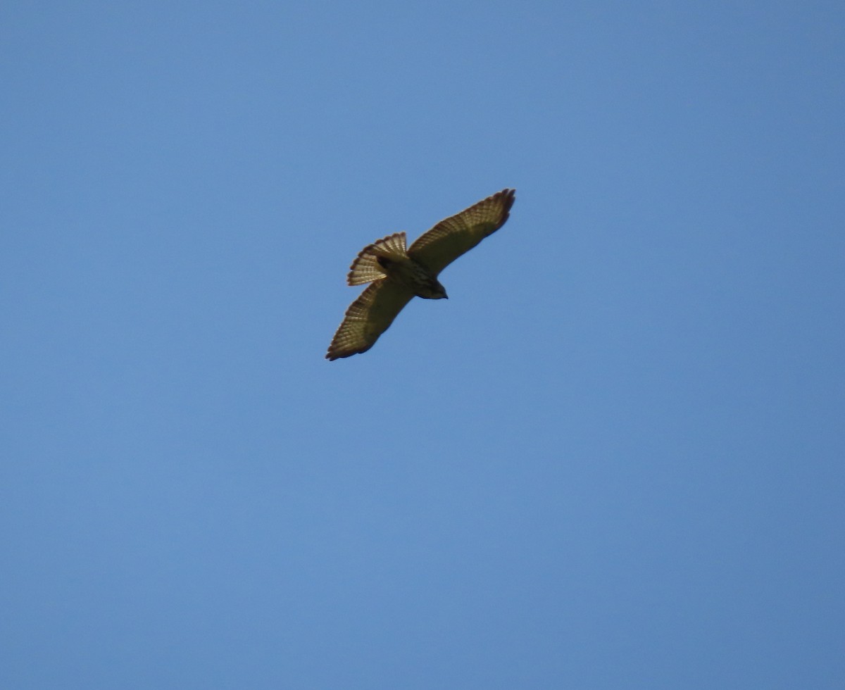 káně širokokřídlá - ML645104832