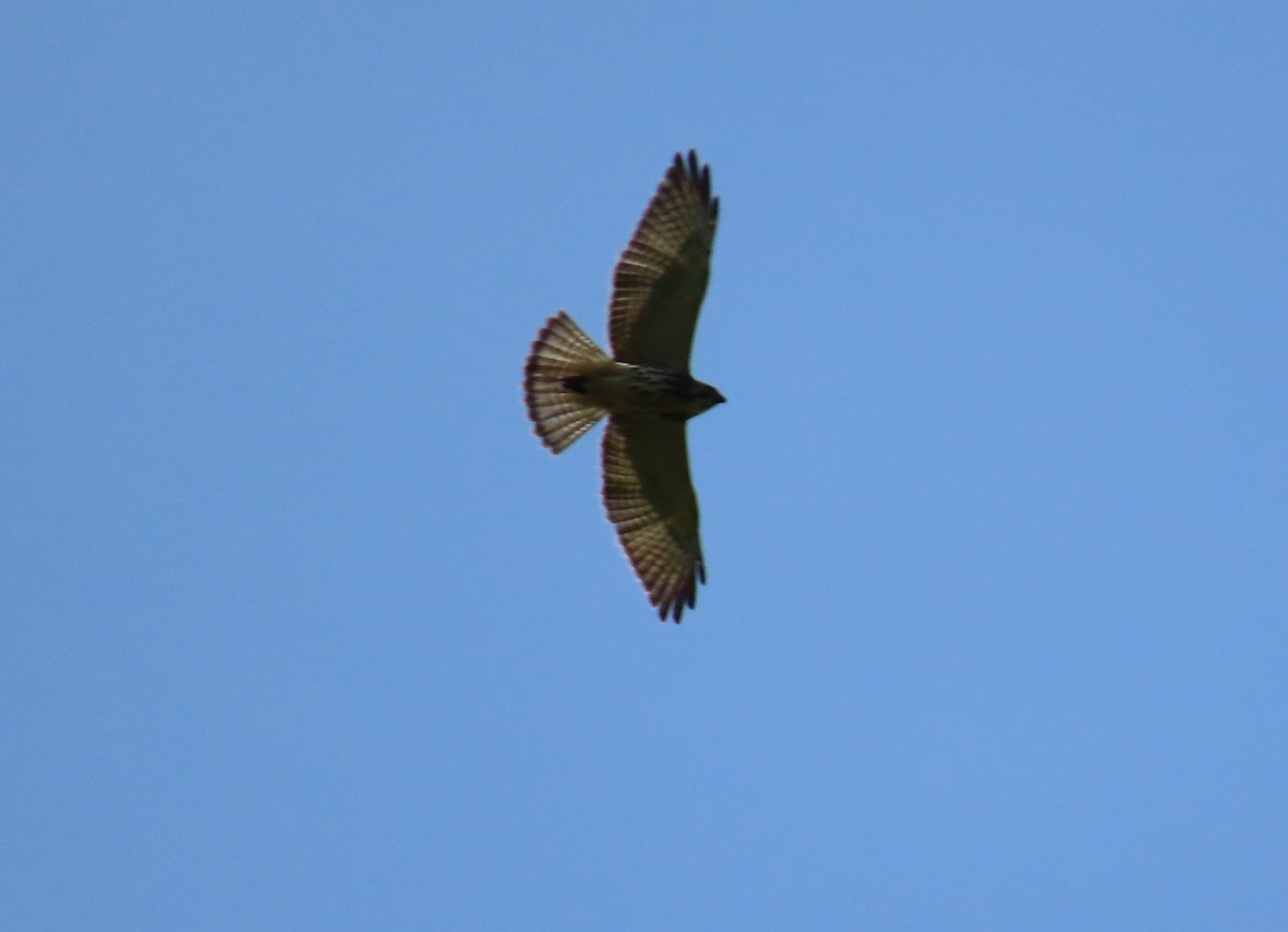 káně širokokřídlá - ML645104833