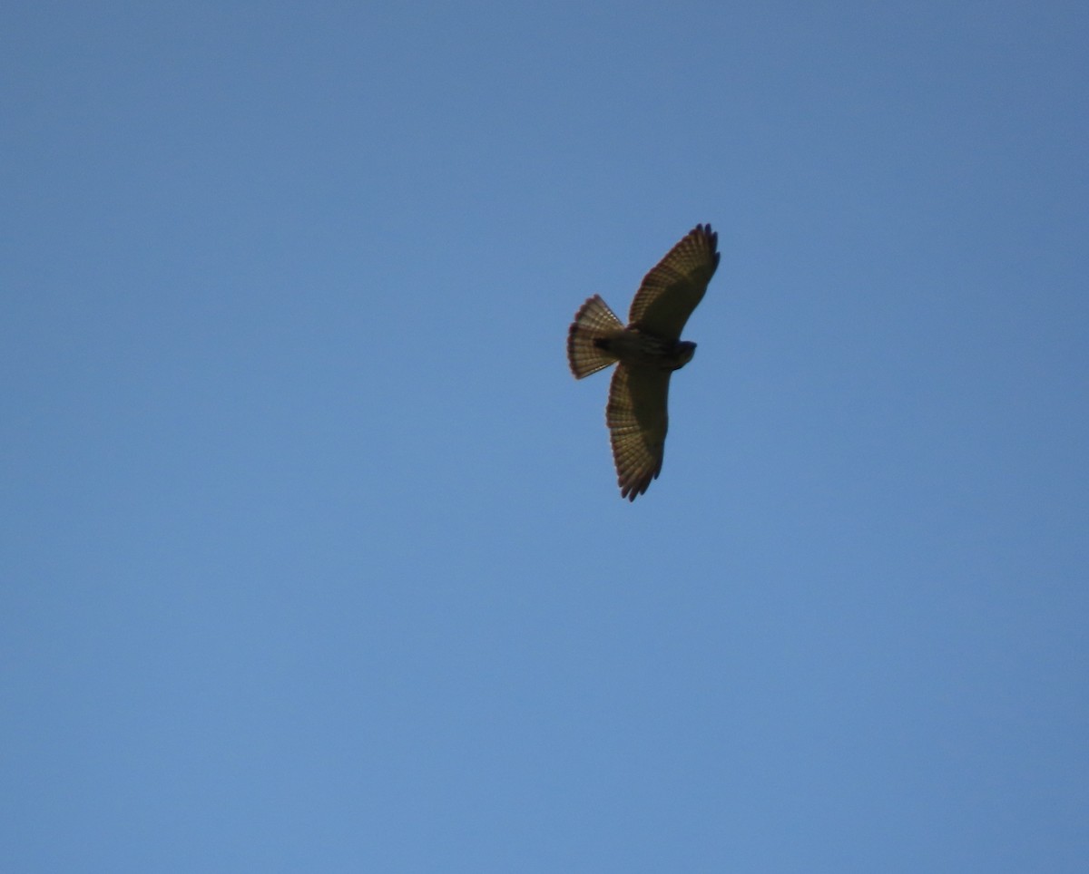 káně širokokřídlá - ML645104834