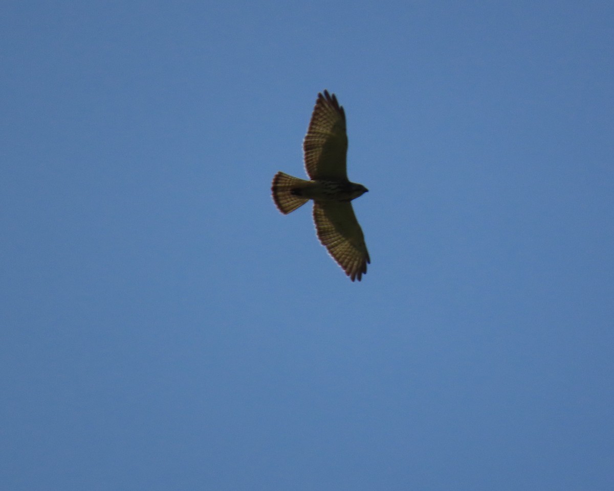 káně širokokřídlá - ML645104835