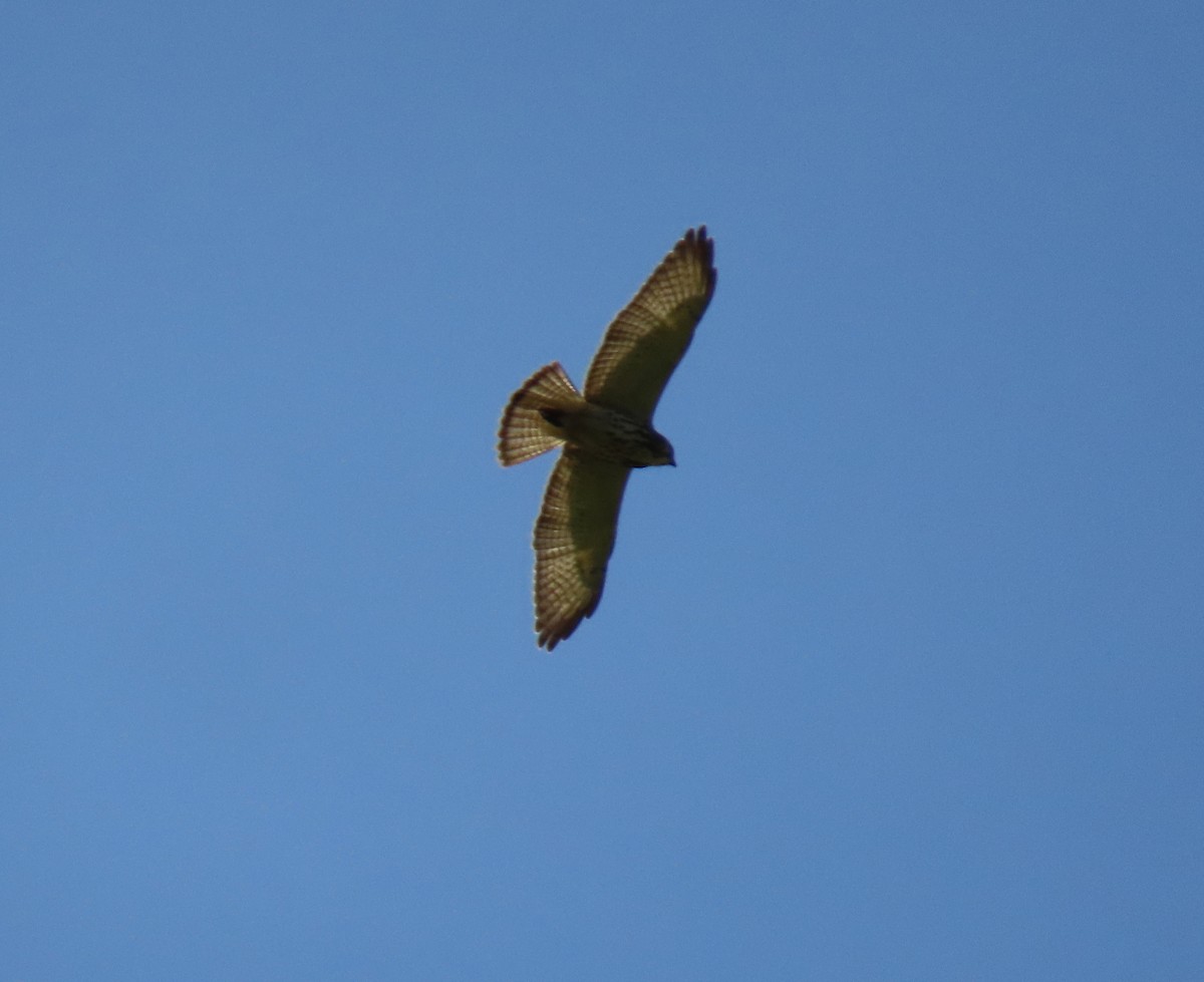 káně širokokřídlá - ML645104836