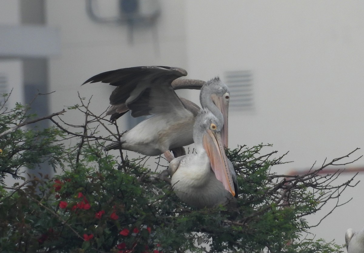 Пестроклювый пеликан - ML645104842