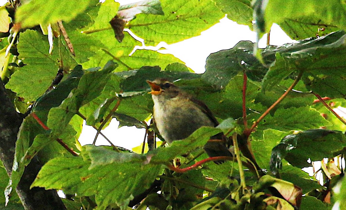 Iberian Chiffchaff - ML645104850